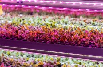 hydroponics of microgreens