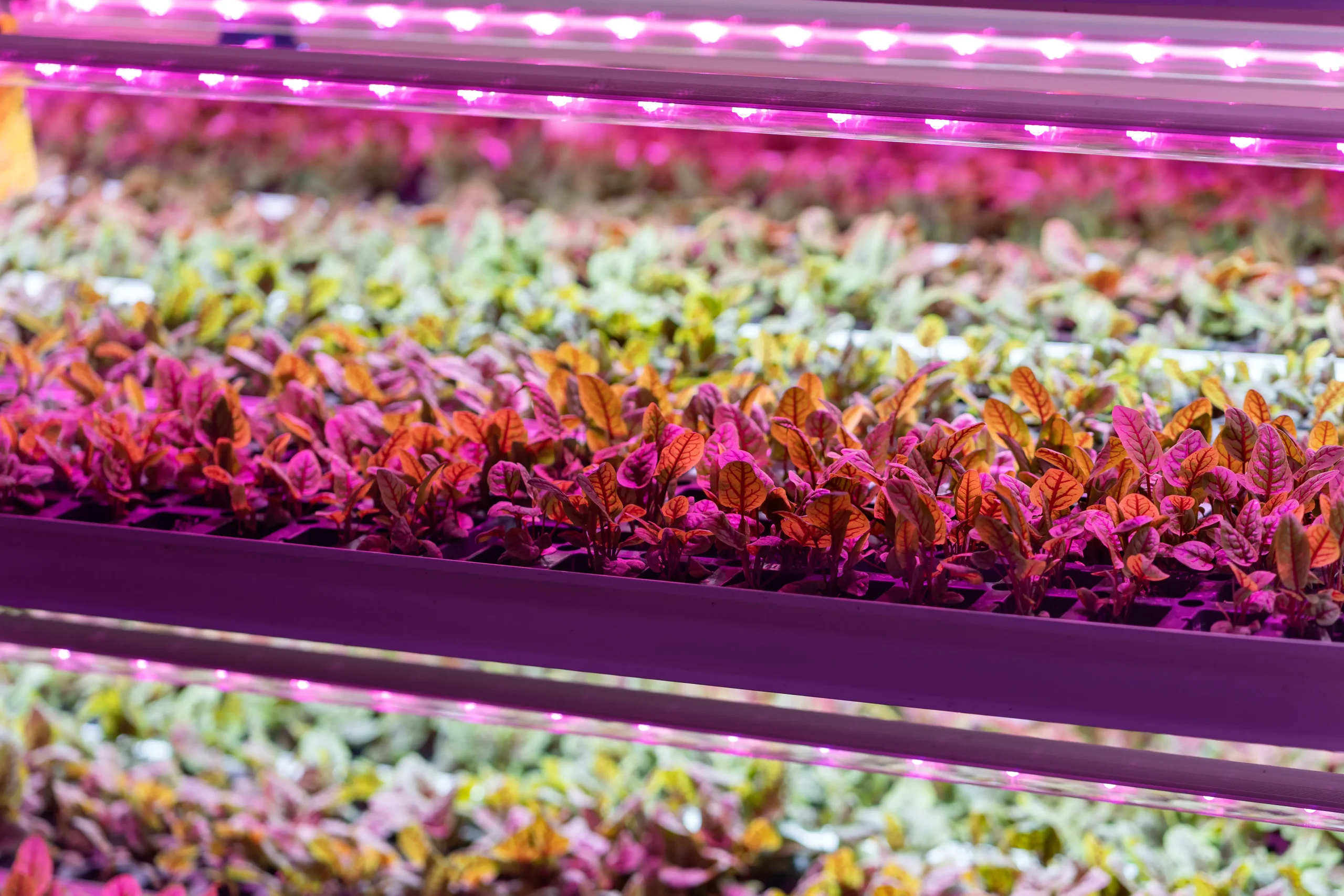 hydroponics of microgreens