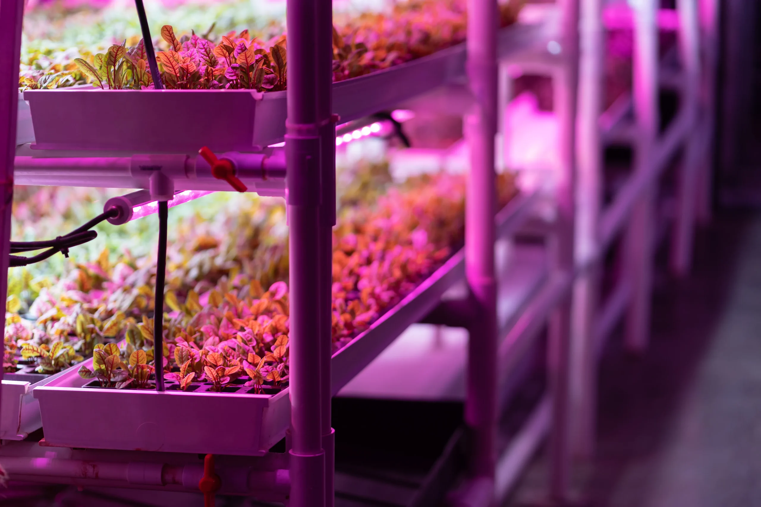 LED lamps for microgreens