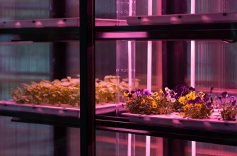 phytolamps for microgreens